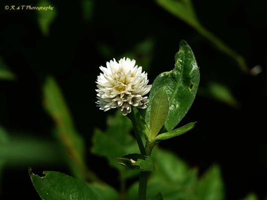 {Alternanthera philoxeroides}
